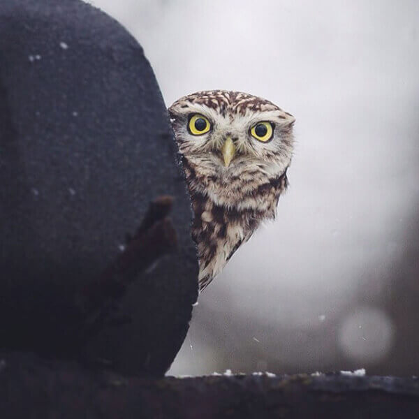 Xuë wu (4/4) : Hibou et Panthère